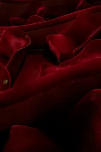 Närbild på stolar i röd sammet i Operans salong.